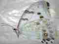 Morpho luna gynandromorph (verso papered 168) (Internet Image property of respective owner, non-commercial use only)